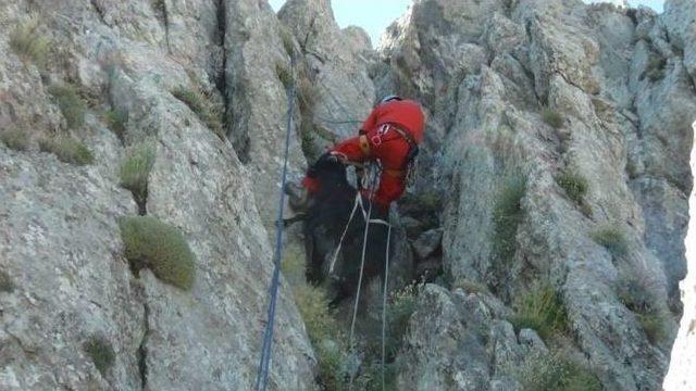 Akut, Dağda Mahsur Kalan Altı Keçiyi Kurtardı