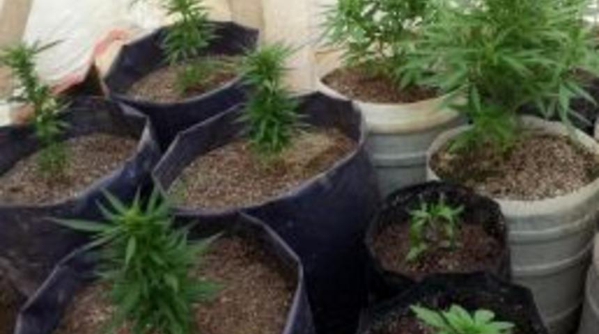 Serada 75 K&ouml;k Hintkeneviri Ele Ge&ccedil;irildi