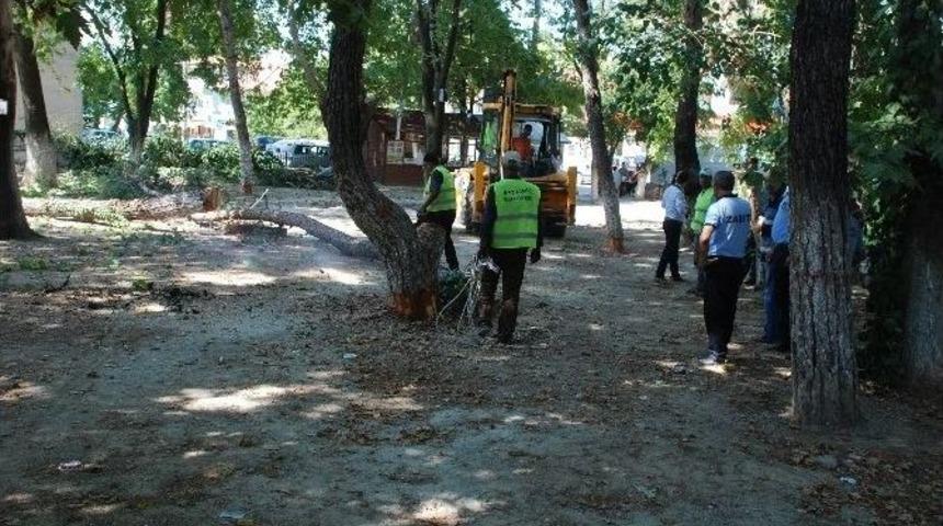 &Ccedil;evre D&uuml;zenlemesi Ağa&ccedil;ların Kesilmesine Neden Oldu