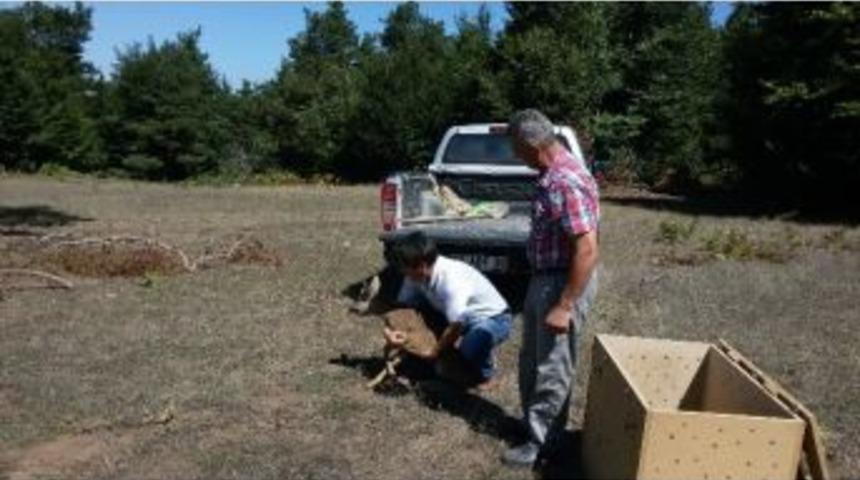 Tedavisi Tamamlanan Karaca, Doğaya Bırakıldı