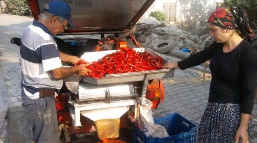 Otomobilin Bağajında Sal&ccedil;alık Biber &Ccedil;ekiyor