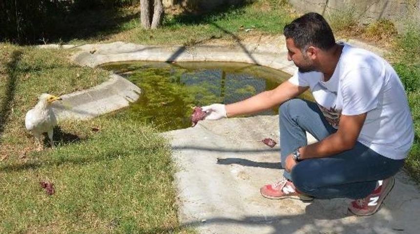 Akbabaları Elleriyle Beslediler