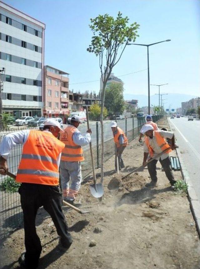 Orhangazi Ve Büyükşehir Belediyeleri Yol Kenarlarına 400 Ağaç Dikti