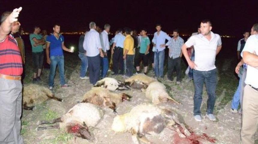 Zehirli Yem Verilen 300 Koyun Telef Oldu