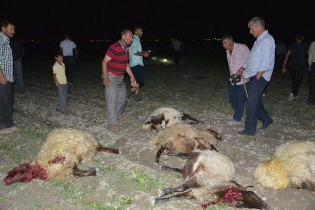 Zehirli Yem Verilen 300 Koyun Telef Oldu 1