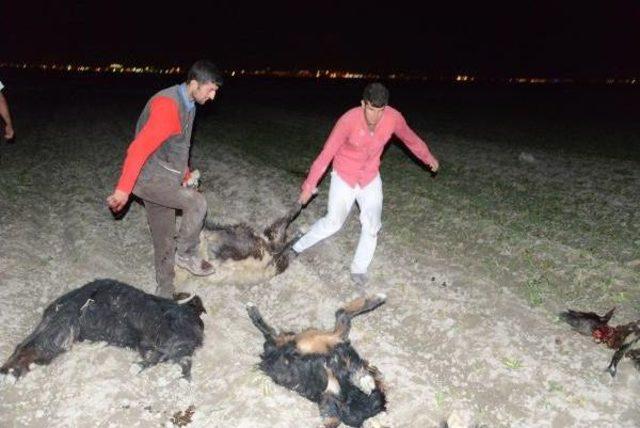 Zehirli Yem Verilen 300 Koyun Telef Oldu 2