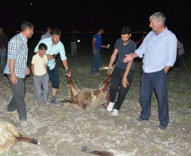 Zehirli Yem Verilen 300 Koyun Telef Oldu 3