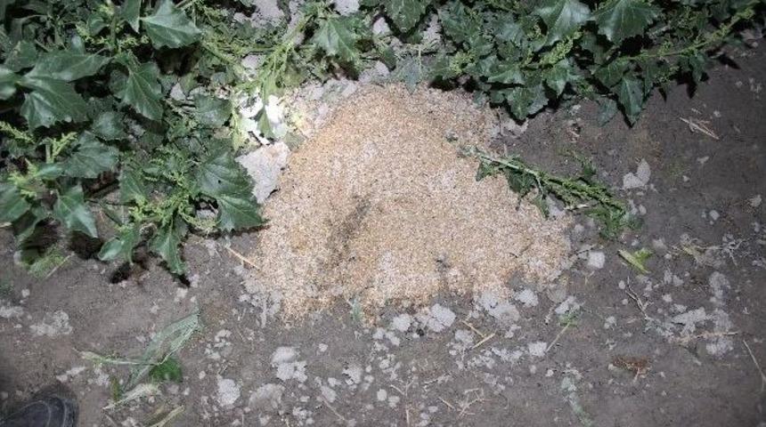 Konya&rsquo;da 300 Koyunu Zehırleyip Telef Ettiler