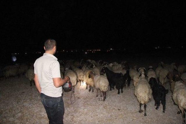 Konya’da 300 Koyunu Zehırleyip Telef Ettiler