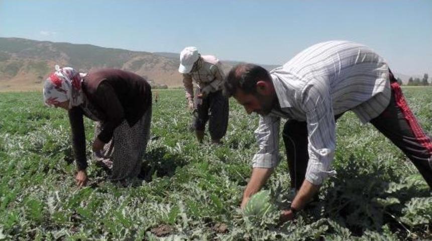 Muşlu Karpuz &Uuml;reticisinin Y&uuml;z&uuml; G&uuml;ld&uuml;