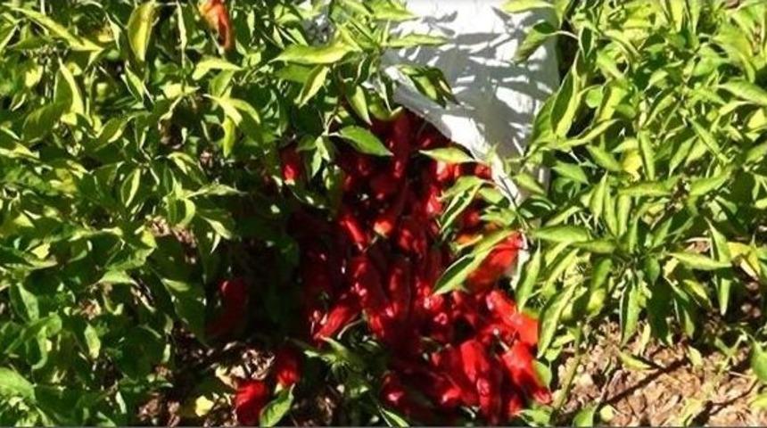 Acı Biber Sofraları Yakacak