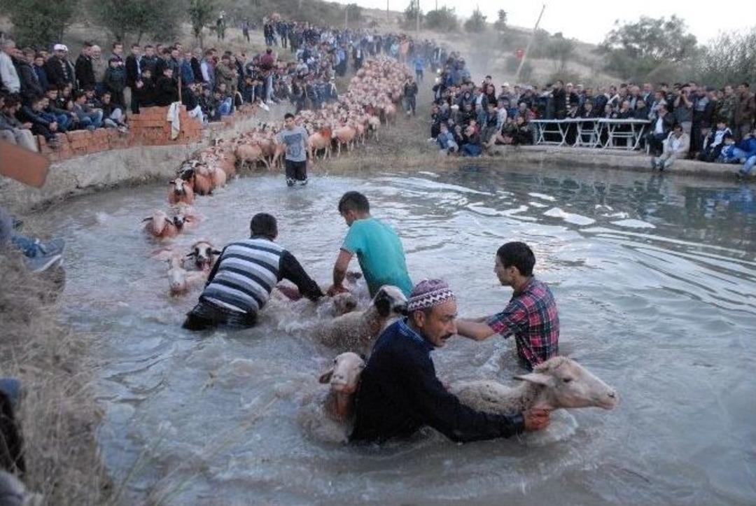 &Ccedil;obanların S&uuml;r&uuml;leri &Uuml;zerindeki Hakimiyeti Yarışması