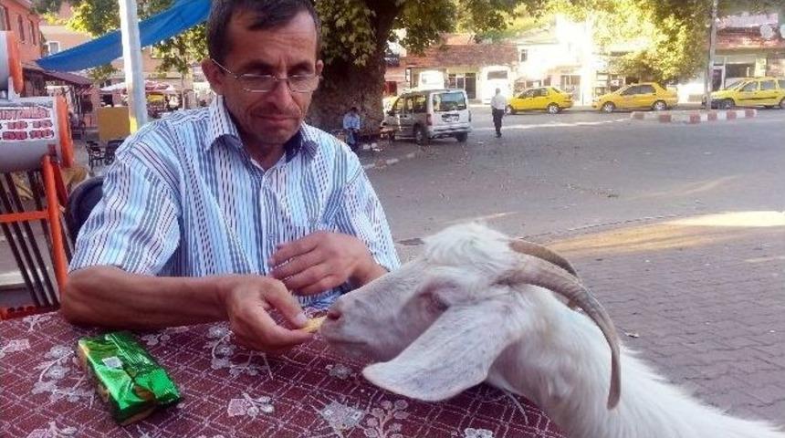 (&ouml;zel Haber) K&ouml;pek Gibi Eğittiği Ke&ccedil;isi, Yanından Hi&ccedil; Ayrılmıyor