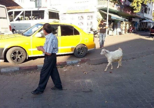 (özel Haber) Köpek Gibi Eğittiği Keçisi, Yanından Hiç Ayrılmıyor