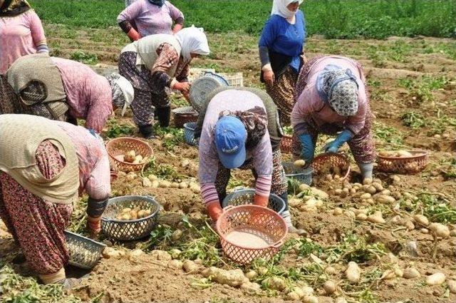 Patateste Mildiyö İddiası, Ödemişli Üreticileri Ayağa Kaldırdı