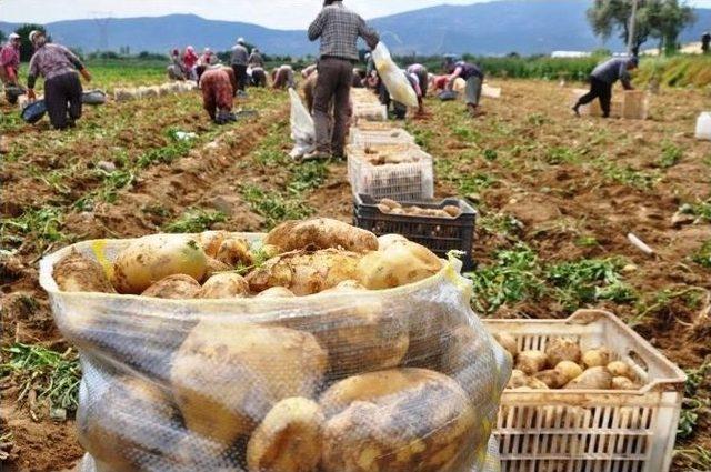 Patateste Mildiyö İddiası, Ödemişli Üreticileri Ayağa Kaldırdı