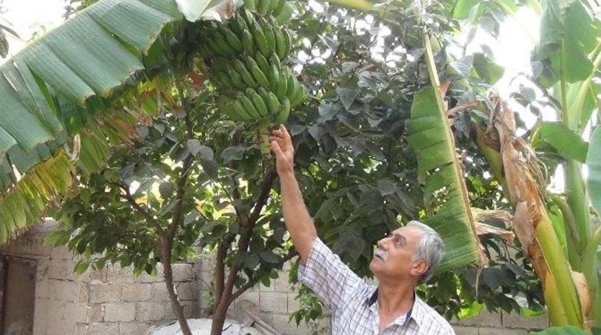 Şanlıurfa&rsquo;da İlk Kez Muz &Uuml;retildi