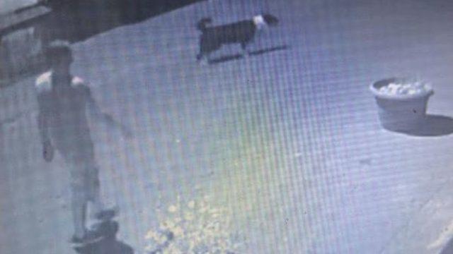 Dog Reveals Rubbery Suspect Owner’S Location