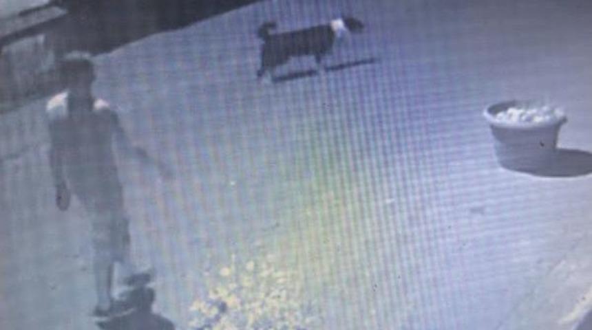 Dog Reveals Rubbery Suspect Owner&rsquo;S Location