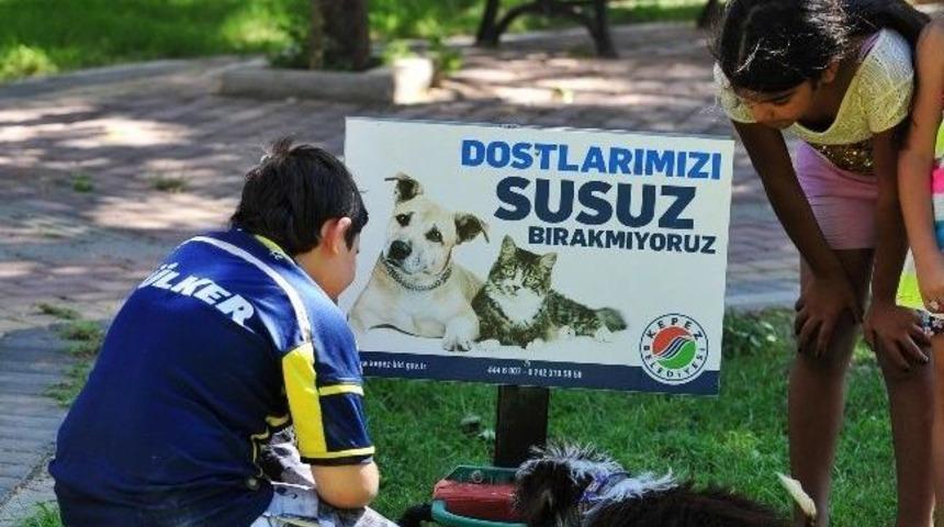 Kepez&rsquo;de Sokak Hayvanları İ&ccedil;in 30 Su İstasyonu