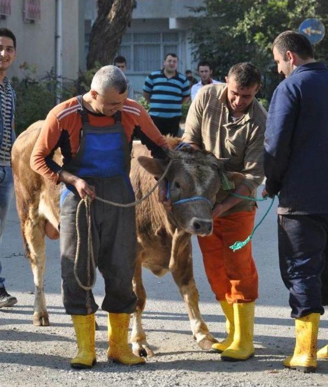 Prof.dr. Leblebicioğlu: Kurban Bayramı'nda Kkka Riskine Dikkat