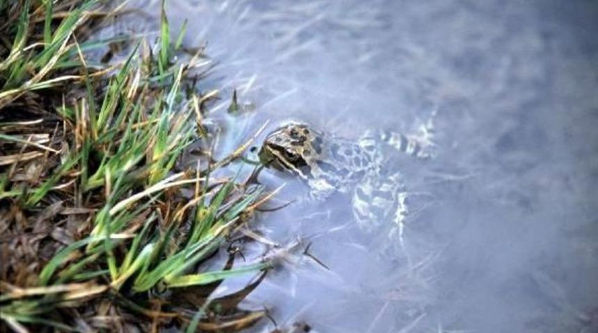 The Endemic Tongue-Died Frog Lives In Turkey&rsquo;S Niğde