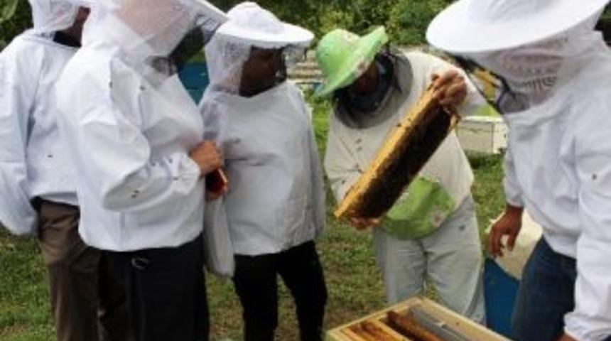 Azerbaycan&rsquo;da Arıcılık Projelerı Devam Edıyor