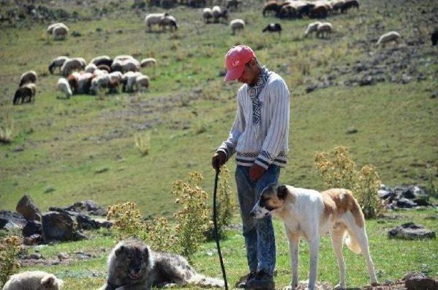 Tendürek Dağı'nda Operasyon