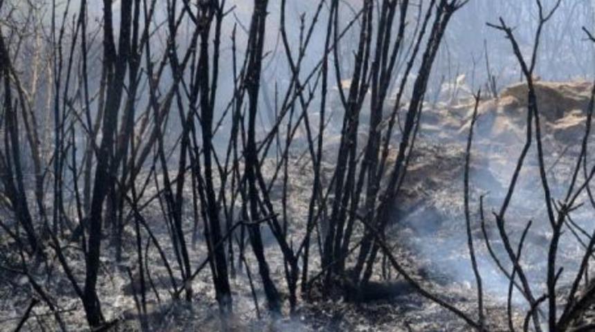Bodrum'da Ağa&ccedil;landırma Sahasındaki Yangın S&ouml;nd&uuml;r&uuml;ld&uuml;