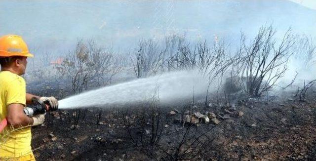 Bodrum'da Ağaçlandırma Sahasındaki Yangın Söndürüldü