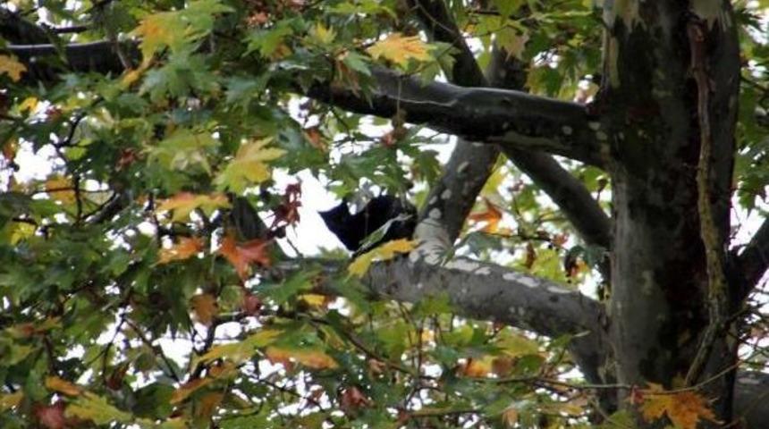 3 G&uuml;nd&uuml;r Ağa&ccedil;tan Inmeyen Kediye Tazyikli Suyla M&uuml;dahele
