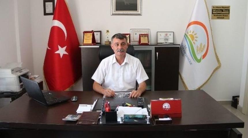 Mut Zeytini Dalında Satıldı