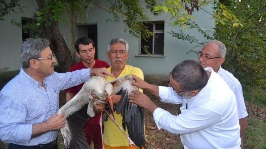 Yaralı Leylek Koruma Altına Alındı