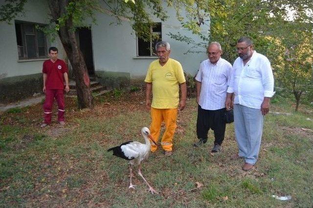 Yaralı Leylek Koruma Altına Alındı 1