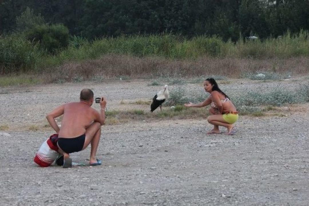 S&uuml;r&uuml;den Ayrı D&uuml;şen Leylek İlgi Odağı Oldu