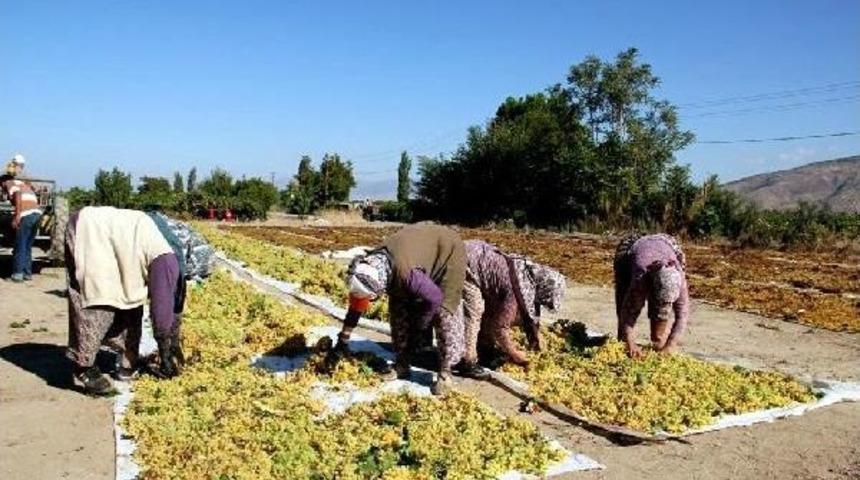 Motorinle &Uuml;z&uuml;m Kurutma Iddialarına Tepki