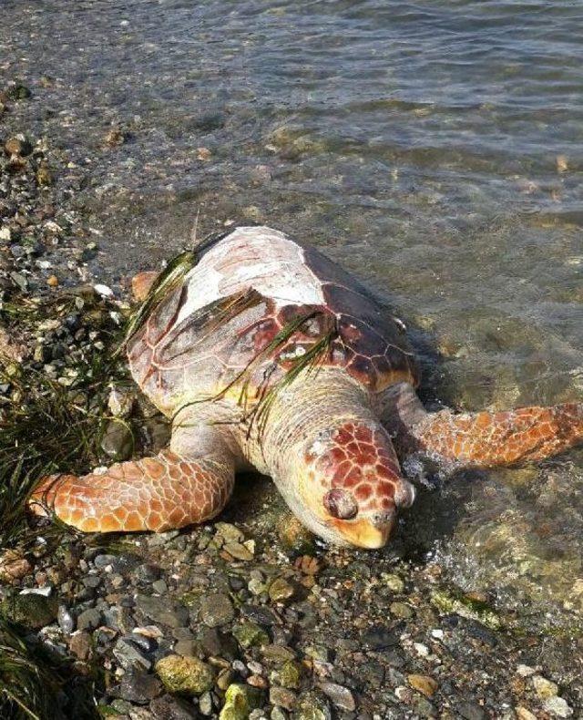 Caretta Caretta Ölüsü Kıyıya Vurdu