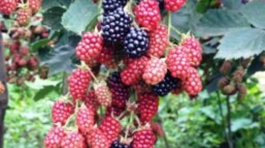 B&ouml;ğ&uuml;rtlen Eczane Gibi