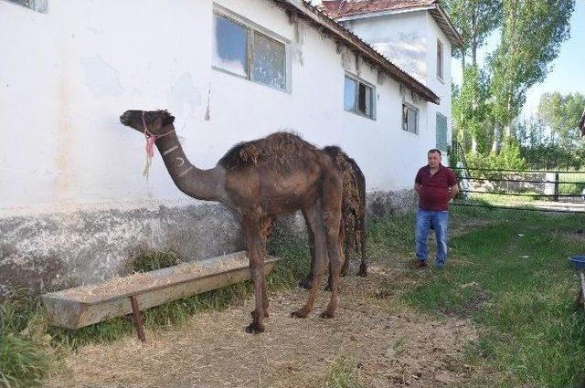 -bozok Yaylasında Yetiştirilen Develer Kurbanlık Olarak Satıldı