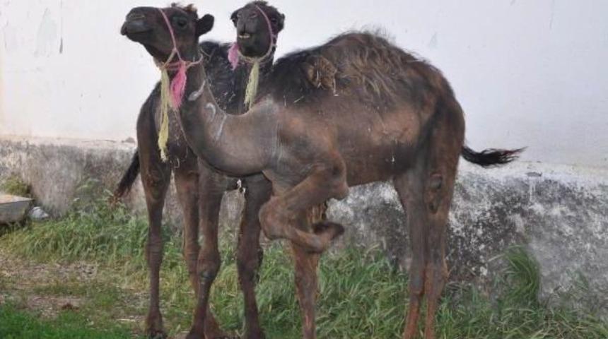 Sorgunlu Besici Develerini Kurbanlık Olarak Sattı