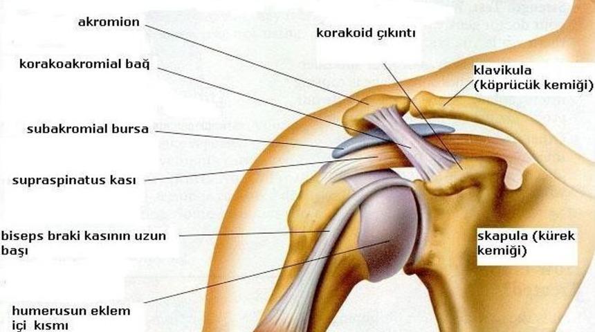 Omuz Artroskopisi Nedir?