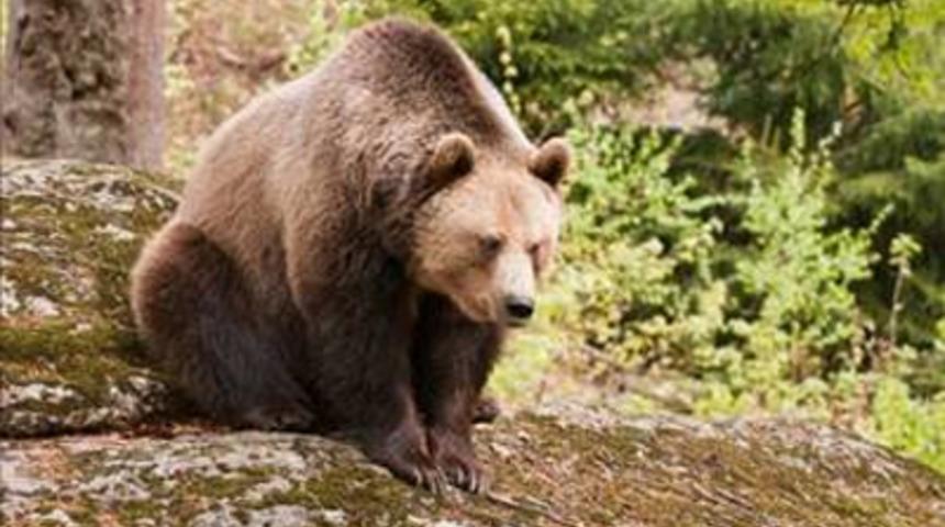 L&uuml;zumsuz bilgiler...