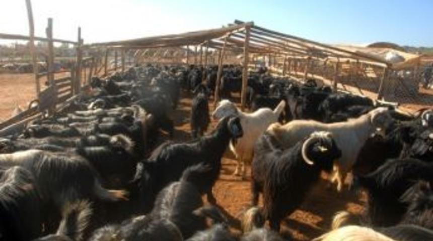 Kepez&rsquo;de Kurban Kesim Ve Satış Yerleri Belirlendi