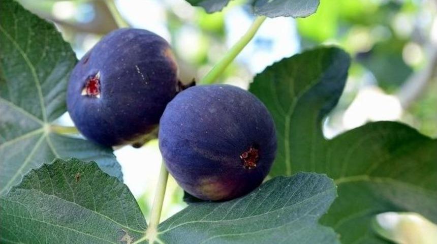 Siyah İncir Asya Pazarına A&ccedil;ılıyor