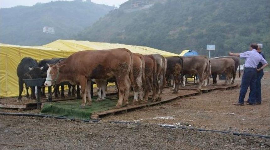 Ortahisar Kurban Bayramı&rsquo;na Hazır