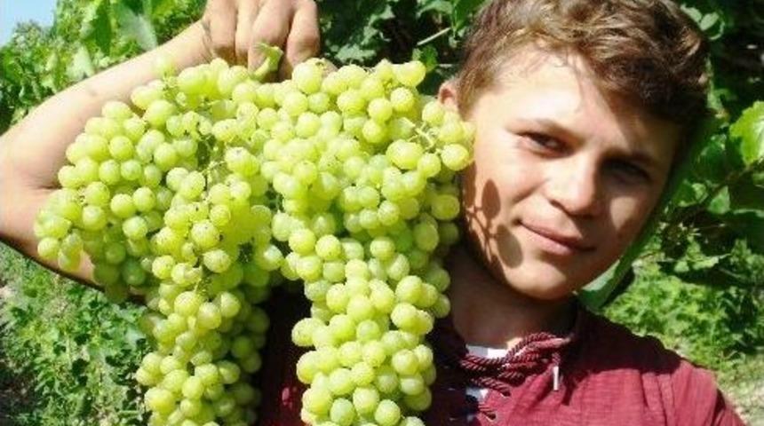 &Uuml;z&uuml;mde Rekolte &Uuml;zd&uuml;, Fiyatlar G&uuml;ld&uuml;rd&uuml;