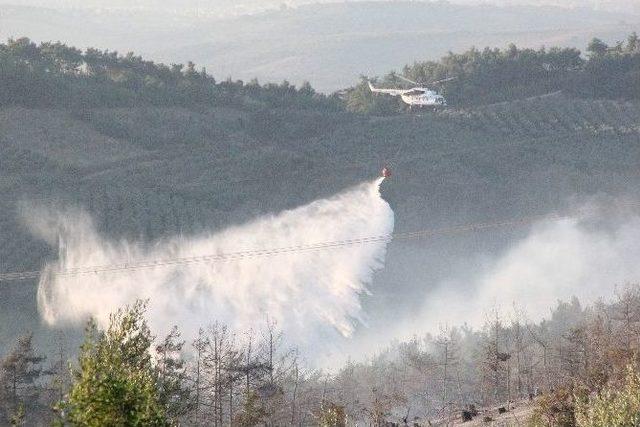 Bursa’da Yanan Alan Açıklanandan 4 Kat Fazla Çıktı