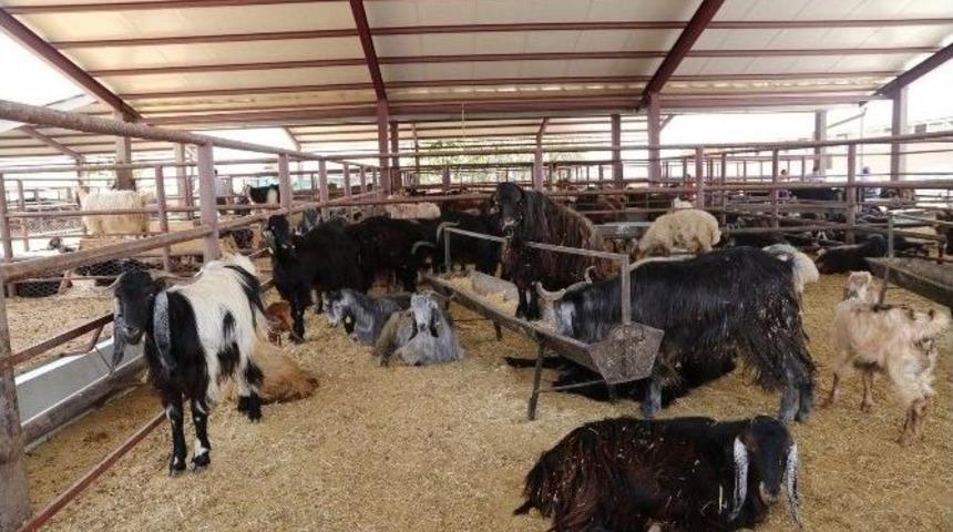 Kurbanlık Satış Ve Kesim Yerleri Belirlendi