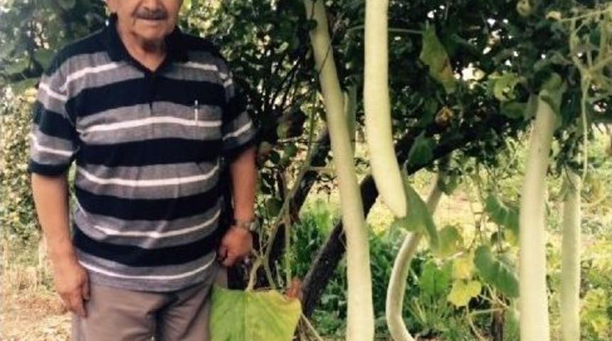 Boyu Kadar Kabak Yetiştirdi