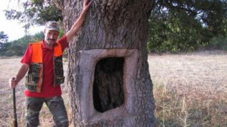 Bu Da Pencereli Meşe Ağacı